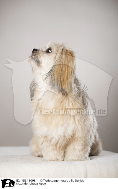 sitzender Lhasa Apso / NN-13098