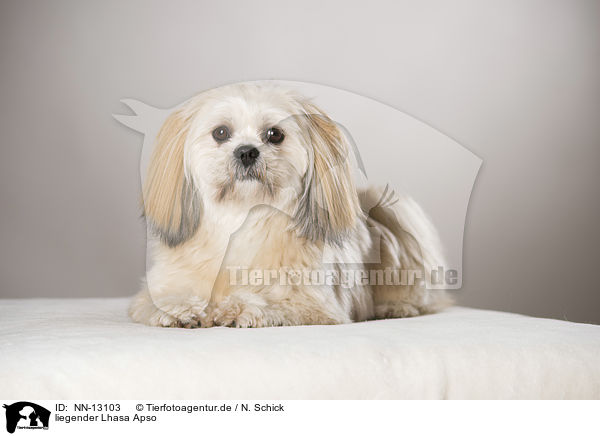 liegender Lhasa Apso / NN-13103