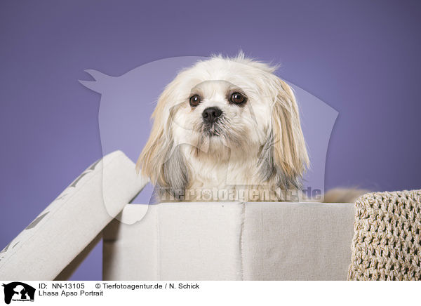Lhasa Apso Portrait / NN-13105