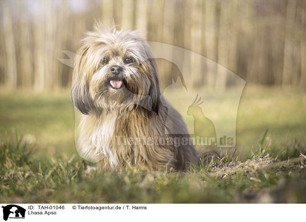 Lhasa Apso / Lhasa Apso / TAH-01046