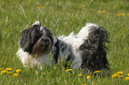 stehender Lhasa Apso