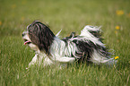 rennender Lhasa Apso