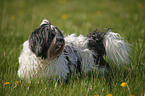 stehender Lhasa Apso