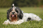 liegender Lhasa Apso