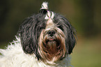 Lhasa Apso Portrait