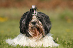 liegender Lhasa Apso