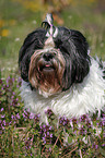 liegender Lhasa Apso