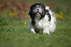 rennender Lhasa Apso