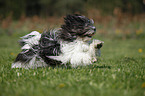 rennender Lhasa Apso