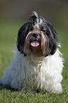 Lhasa Apso