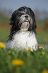 Lhasa Apso