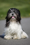 Lhasa Apso