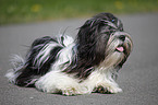 liegender Lhasa Apso