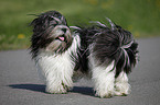 stehender Lhasa Apso