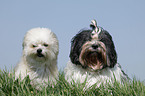 Lhasa Apso und Mischling