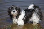 stehender Lhasa Apso