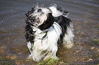 Lhasa Apso schttelt sich