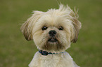 Lhasa Apso Portrait