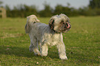 Lhasa Apso