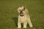 Lhasa Apso