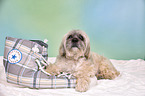 liegender Lhasa Apso