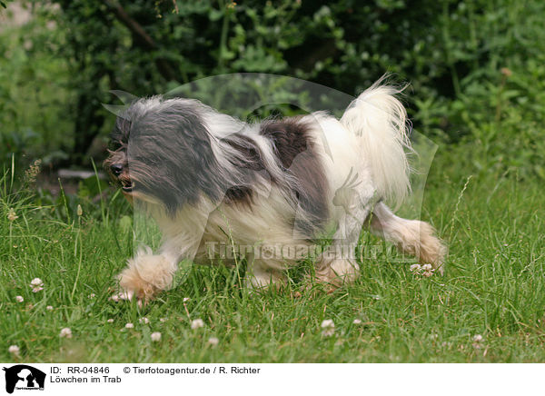Lwchen im Trab / trotting dog / RR-04846
