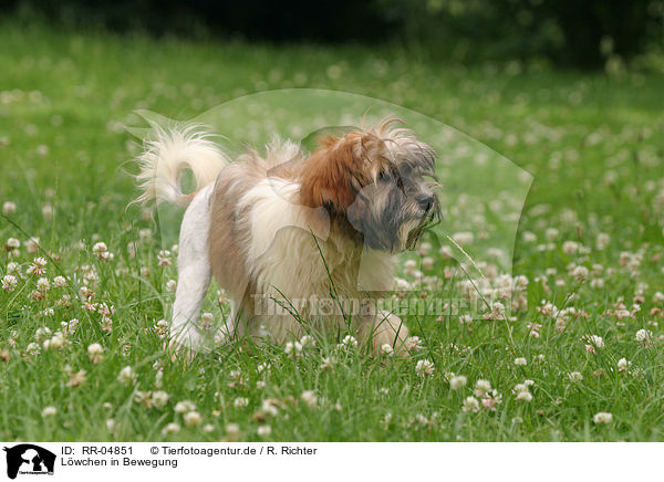 Lwchen in Bewegung / dog in action / RR-04851