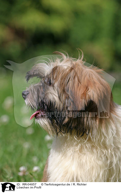 Lwchen im Profil / dog profile / RR-04857
