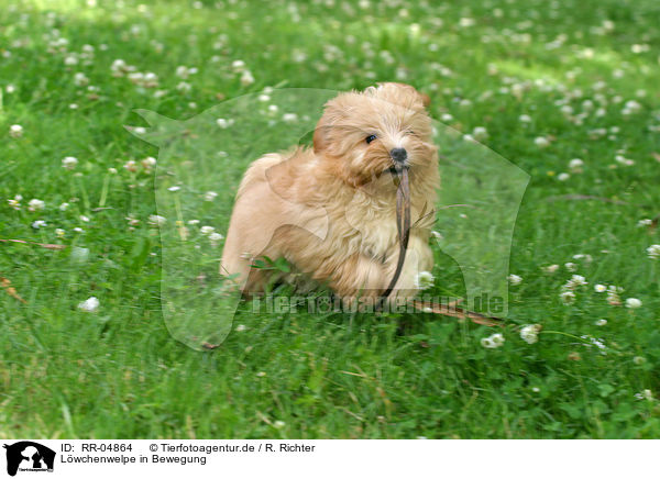 Lwchenwelpe in Bewegung / puppy in action / RR-04864