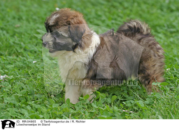 L�wchenwelpe im Stand / standing puppy / RR-04865
