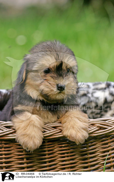 Lwchenwelpe im Krbchen / puppy in the basket / RR-04868