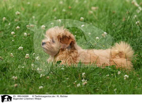 liegender Lwchen Welpe / lying puppy / RR-04886