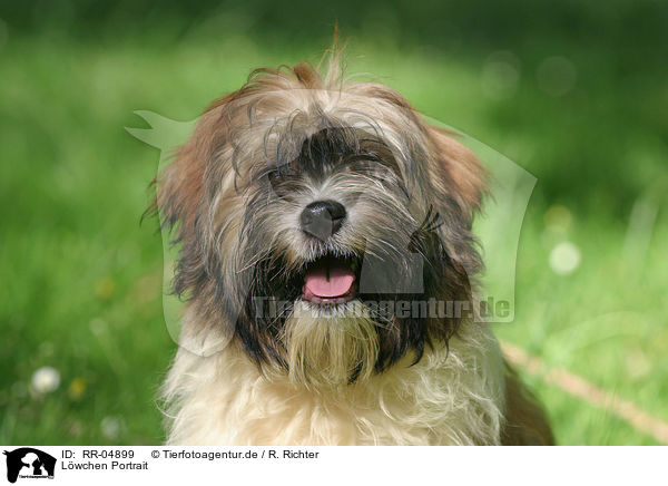 Lwchen Portrait / Lwchen Portrait / RR-04899