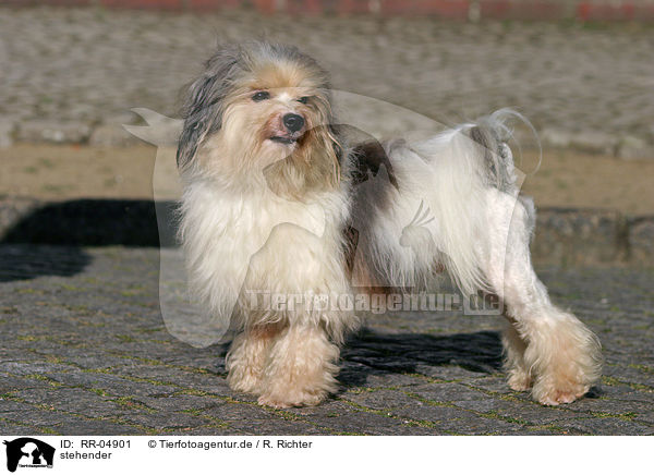 stehender / standing Lwchen / RR-04901