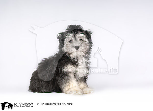 Lwchen Welpe / Little Lion Dog puppy / KAM-03080