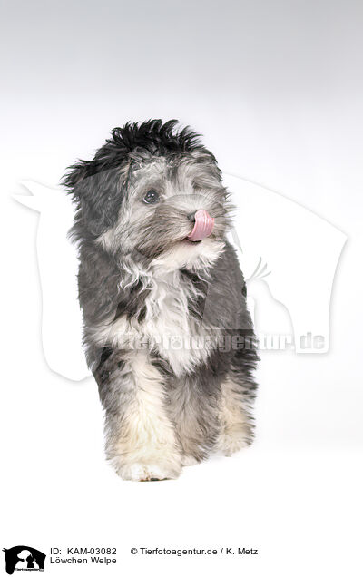 Lwchen Welpe / Little Lion Dog puppy / KAM-03082