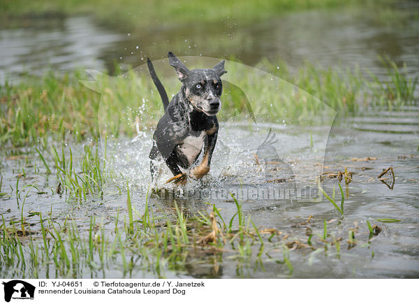 rennender Louisiana Catahoula Leopard Dog / running Louisiana Catahoula Leopard Dog / YJ-04651