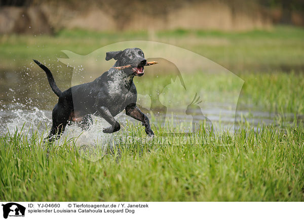 spielender Louisiana Catahoula Leopard Dog / playing Louisiana Catahoula Leopard Dog / YJ-04660