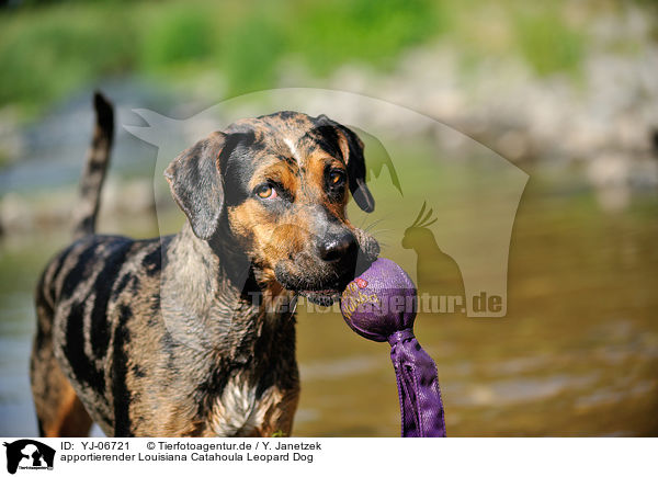 apportierender Louisiana Catahoula Leopard Dog / retrieving Louisiana Catahoula Leopard Dog / YJ-06721