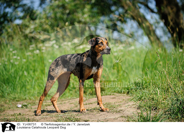 Louisiana Catahoula Leopard Dog / YJ-06731
