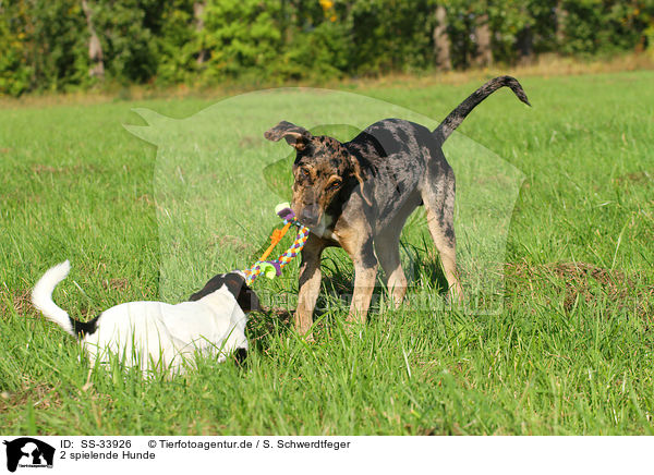 2 spielende Hunde / 2 playing dogs / SS-33926