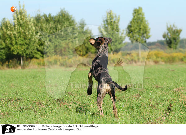 rennender Louisiana Catahoula Leopard Dog / running Louisiana Catahoula Leopard Dog / SS-33998
