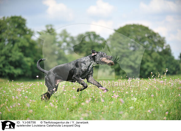spielender Louisiana Catahoula Leopard Dog / playing Louisiana Catahoula Leopard Dog / YJ-08756