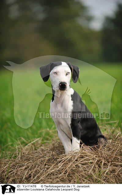 sitzender Louisiana Catahoula Leopard Dog / YJ-11476