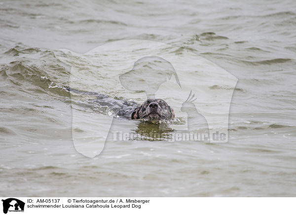 schwimmender Louisiana Catahoula Leopard Dog / swimming Louisiana Catahoula Leopard Dog / AM-05137