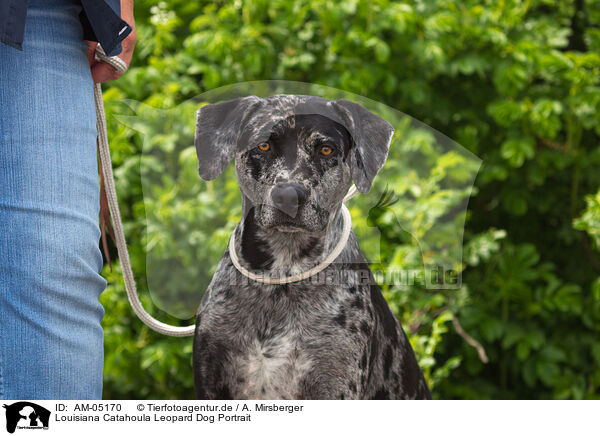 Louisiana Catahoula Leopard Dog Portrait / Louisiana Catahoula Leopard Dog Portrait / AM-05170