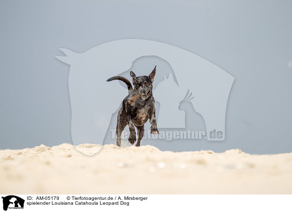 spielender Louisiana Catahoula Leopard Dog / AM-05179