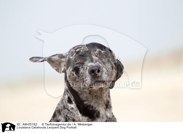 Louisiana Catahoula Leopard Dog Portrait / AM-05182