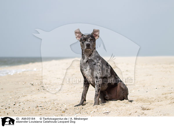 sitzender Louisiana Catahoula Leopard Dog / sitting Louisiana Catahoula Leopard Dog / AM-05184