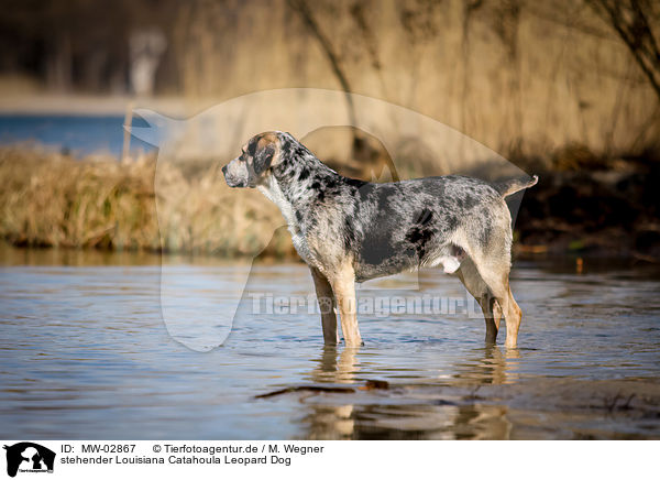 stehender Louisiana Catahoula Leopard Dog / standing Louisiana Catahoula Leopard Dog / MW-02867